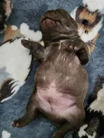 MICRO MINI, a male French Bulldog for sale in Springfield, OH – Photo 2 of 6