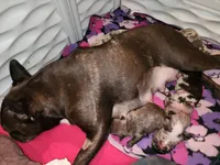 MICRO MINI, a male French Bulldog for sale in Springfield, OH – Photo 1 of 6