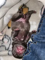 MICRO MINI, a male French Bulldog for sale in Springfield, OH – Photo 6 of 6