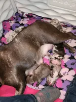 MICRO MINI, a male French Bulldog for sale in Springfield, OH – Photo 3 of 6