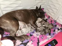 MICRO MINI, a male French Bulldog for sale in Springfield, OH – Photo 5 of 6