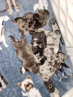 MICRO MINI, a male French Bulldog for sale in Springfield, OH – Photo 4 of 6