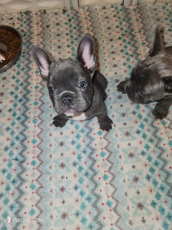 BLUE – French Bulldog puppy for sale in Springfield, OH