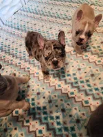 PEBBLES , a female French Bulldog for sale in Springfield, OH – 4 of 6
