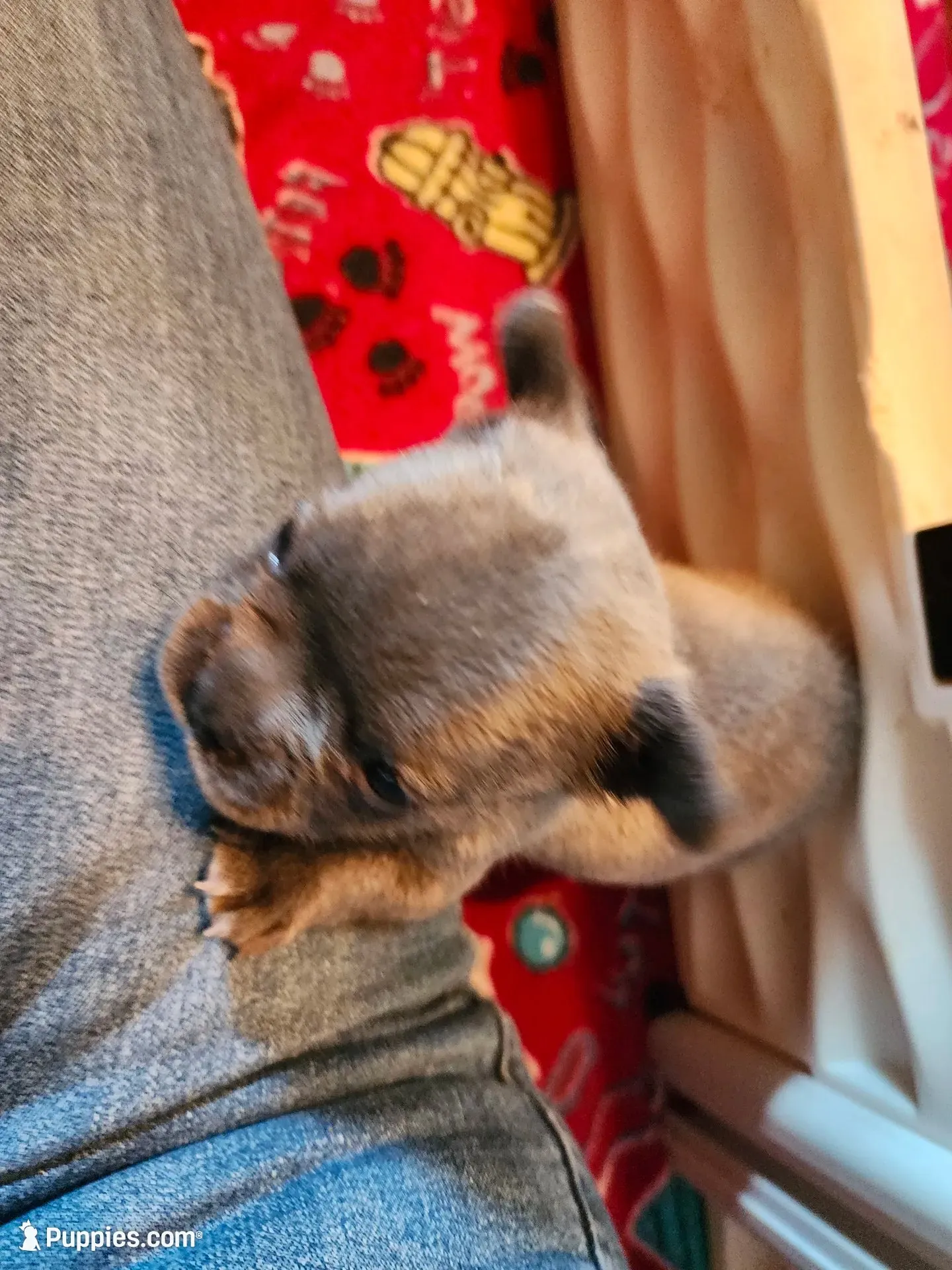 STEEL, a male French Bulldog for sale in Springfield, OH – 2 of 4