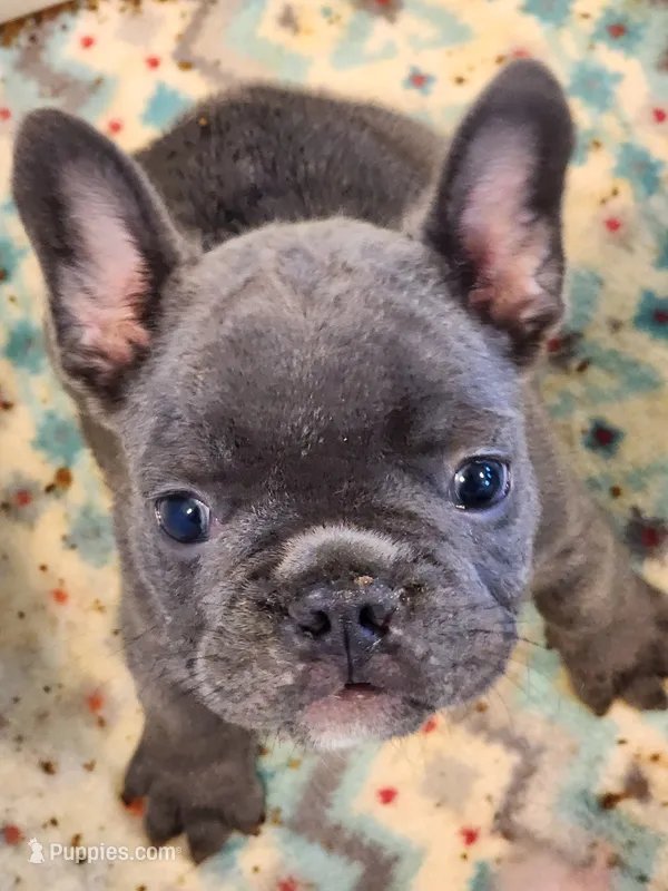 STEEL – French Bulldog puppy for sale in Springfield, OH