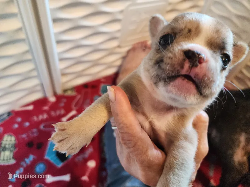 CARMEL SWIRL PENDING  – French Bulldog puppy for sale in Springfield, OH