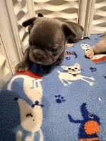 BLUE, a male French Bulldog for sale in Springfield, OH – 2 of 5