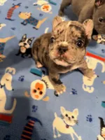 PEBBLES , a female French Bulldog for sale in Springfield, OH – 2 of 6