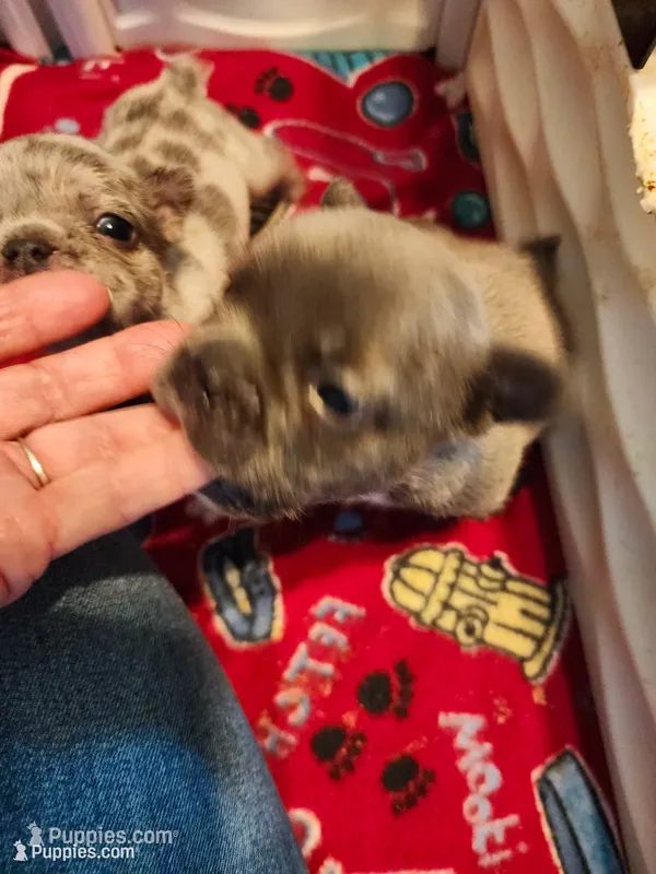STEEL – French Bulldog puppy for sale in Springfield, OH