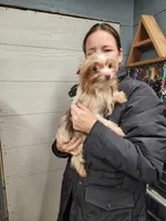 Trinket sold, a female Yorkshire Terrier for sale in Springfield, OH – Photo 2 of 2