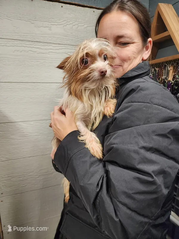 Trinket sold, a female Yorkshire Terrier for sale in Springfield, OH – Photo 1 of 2