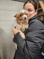 Trinket sold, a female Yorkshire Terrier for sale in Springfield, OH – Photo 1 of 2