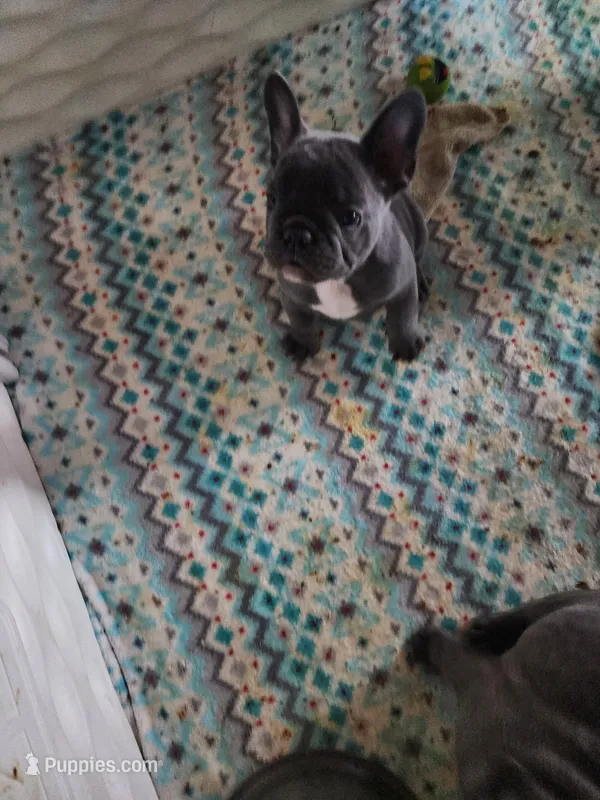 BLUE – French Bulldog puppy for sale in Springfield, OH