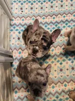 PEBBLES , a female French Bulldog for sale in Springfield, OH – 5 of 6