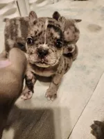 PEBBLES , a female French Bulldog for sale in Springfield, OH – 3 of 6