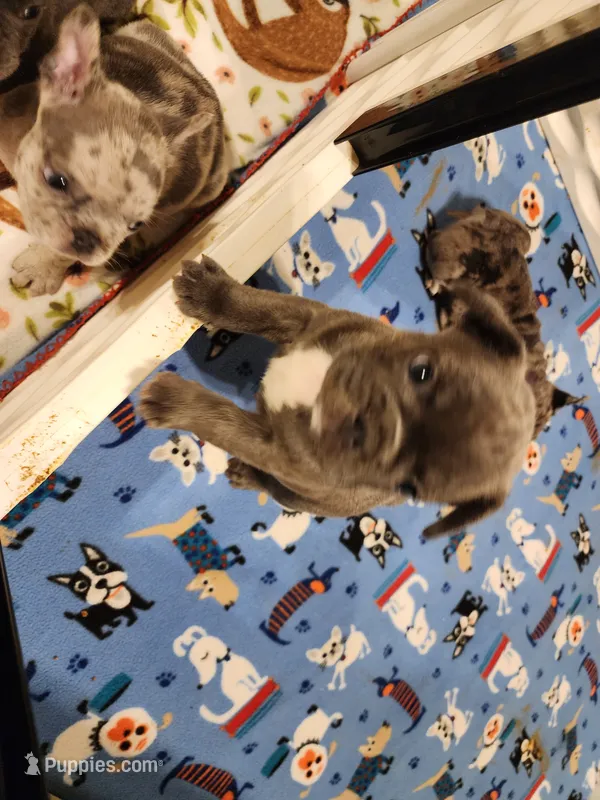 STEEL – French Bulldog puppy for sale in Springfield, OH