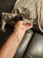 Lucky, a male French Bulldog for sale in Springfield, OH – 3 of 5