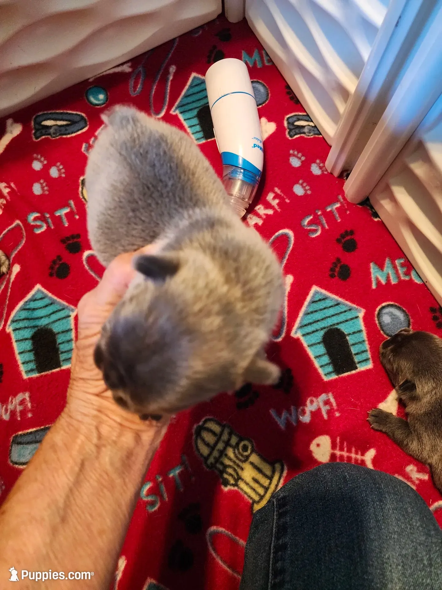 STEEL, a male French Bulldog for sale in Springfield, OH – 4 of 4