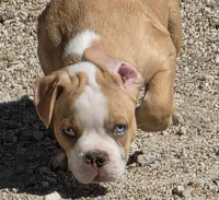 Tiny, a male Frenchton for sale in Buffalo, MO – 6 of 8