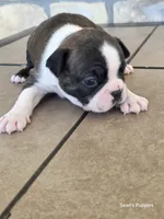1, a female Boston Terrier for sale in Buffalo, MO – 7 of 8