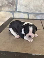 Panda, a male Boston Terrier for sale in Buffalo, MO – 5 of 8