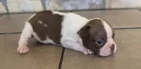 Sugar, a female Boston Terrier for sale in Buffalo, MO – 2 of 6
