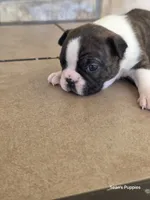 1, a female Boston Terrier for sale in Buffalo, MO – 5 of 8