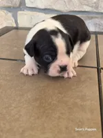 Panda, a male Boston Terrier for sale in Buffalo, MO – 8 of 8