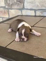 4, a female Boston Terrier for sale in Buffalo, MO – 5 of 6