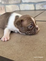 4, a female Boston Terrier for sale in Buffalo, MO – 6 of 6
