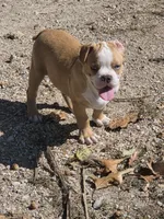 Tiny, a male Frenchton for sale in Buffalo, MO – 8 of 8