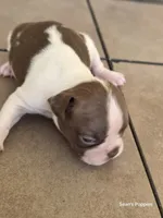 Sugar, a female Boston Terrier for sale in Buffalo, MO – 5 of 6