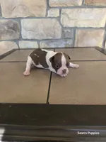 Sugar, a female Boston Terrier for sale in Buffalo, MO – 3 of 6