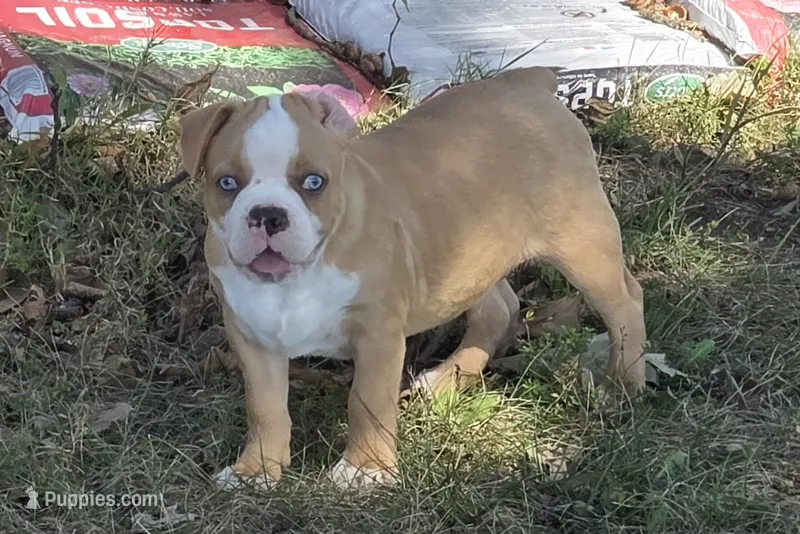Tiny – Frenchton puppy for sale in Buffalo, MO