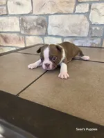 Sprinkle, a male Boston Terrier for sale in Buffalo, MO – 2 of 4
