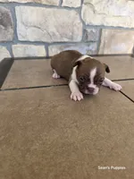 4, a female Boston Terrier for sale in Buffalo, MO – 2 of 6