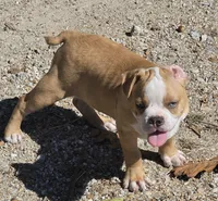 Tiny, a male Frenchton for sale in Buffalo, MO – 4 of 8