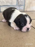 Panda, a male Boston Terrier for sale in Buffalo, MO – 7 of 8