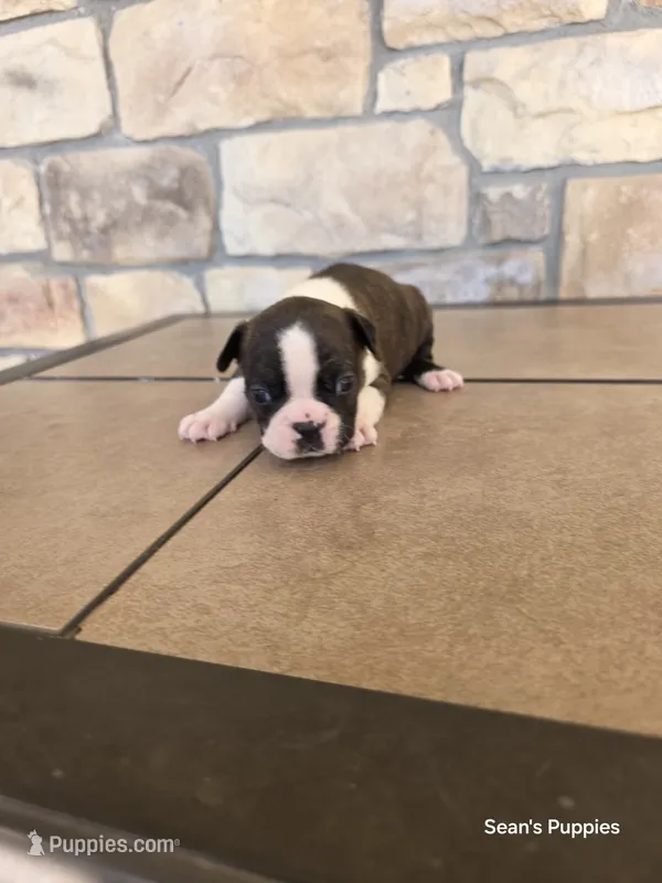 1 – Boston Terrier puppy for sale in Buffalo, MO
