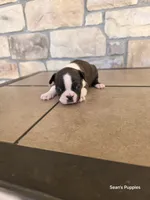 1, a female Boston Terrier for sale in Buffalo, MO – 1 of 8
