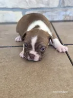 4, a female Boston Terrier for sale in Buffalo, MO – 3 of 6