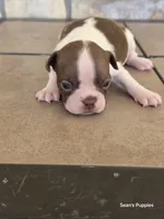 Sugar, a female Boston Terrier for sale in Buffalo, MO – 6 of 6