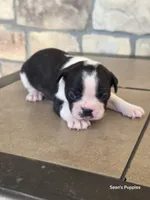 Panda, a male Boston Terrier for sale in Buffalo, MO – 2 of 8
