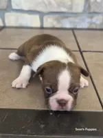 Sprinkle, a male Boston Terrier for sale in Buffalo, MO – 3 of 4