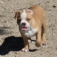 Tiny, a male Frenchton for sale in Buffalo, MO – 2 of 8