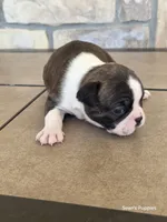 1, a female Boston Terrier for sale in Buffalo, MO – 4 of 8