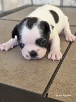 1, a female Boston Terrier for sale in Buffalo, MO – 3 of 8