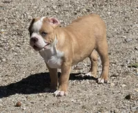 Tiny, a male Frenchton for sale in Buffalo, MO – 7 of 8