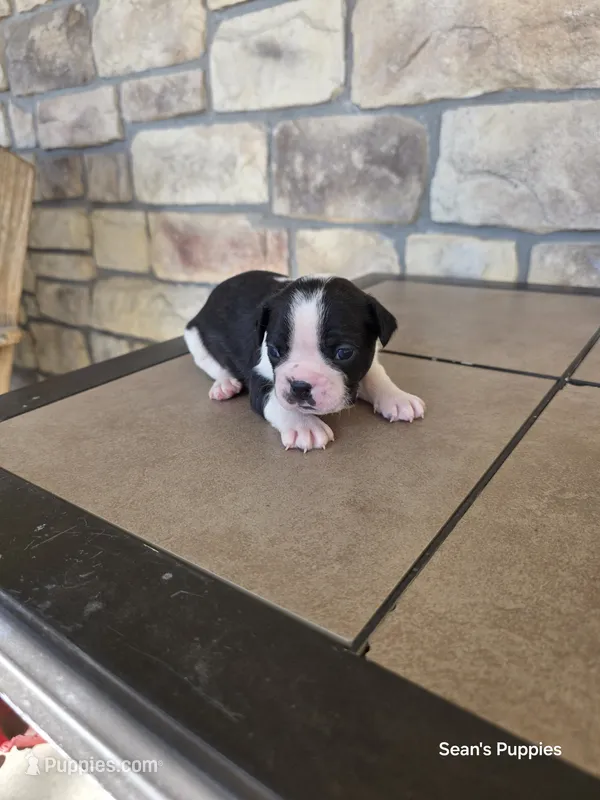 Panda – Boston Terrier puppy for sale in Buffalo, MO